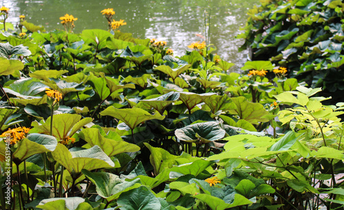 Yellow Blooming Flowers and Green Plants Near Pond