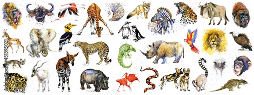 Panel kuchenny z motywem realistic african animals watercolor collection isolated on white. wild nature. wildlife. tropical fauna. 
