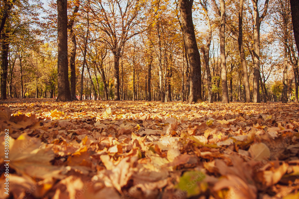 Photo from the ground of an autumn park with fallen leaves and a sunny sunset light