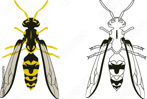 Wallpaper Mural Wasp or Hornet Vector Illustration Fill and Outline Isolated on White Background. Insects Bugs Worms Pest and Flies. Torontodigital.ca