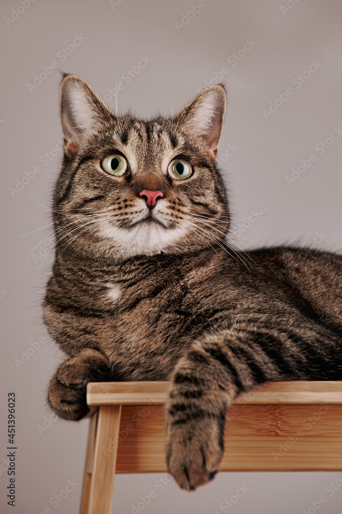 Cat portrait. Cat lying on the wooden stand. Focus on the eye.