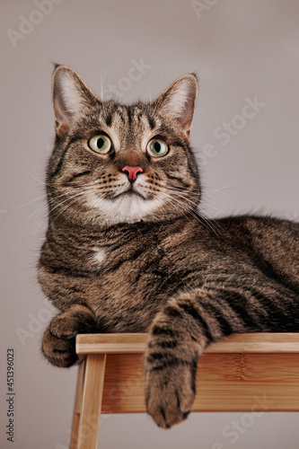 Cat portrait. Cat lying on the wooden stand. Focus on the eye. © stanproject