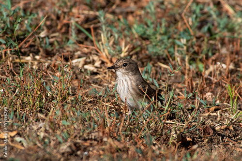 Wallpaper Mural Muscicapa striata sit on tree
Spotted flycatcher sit on branch Volgograd region, Russia. Torontodigital.ca