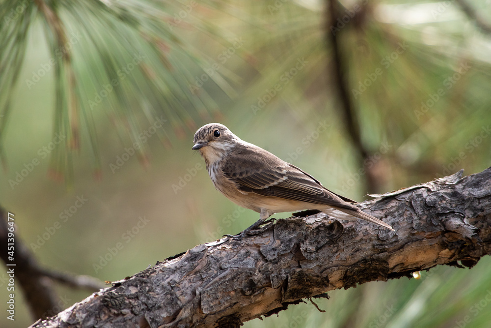 Muscicapa striata sit on tree
Spotted flycatcher sit on branch Volgograd region, Russia. Muscicapa striata sit on tree
Spotted flycatcher sit on branch Volgograd region, Russia.