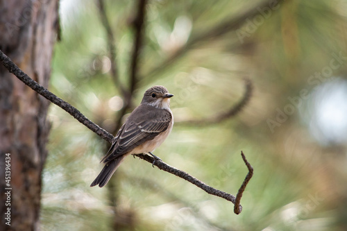 Muscicapa striata sit on tree
Spotted flycatcher sit on branch Volgograd region, Russia. photo