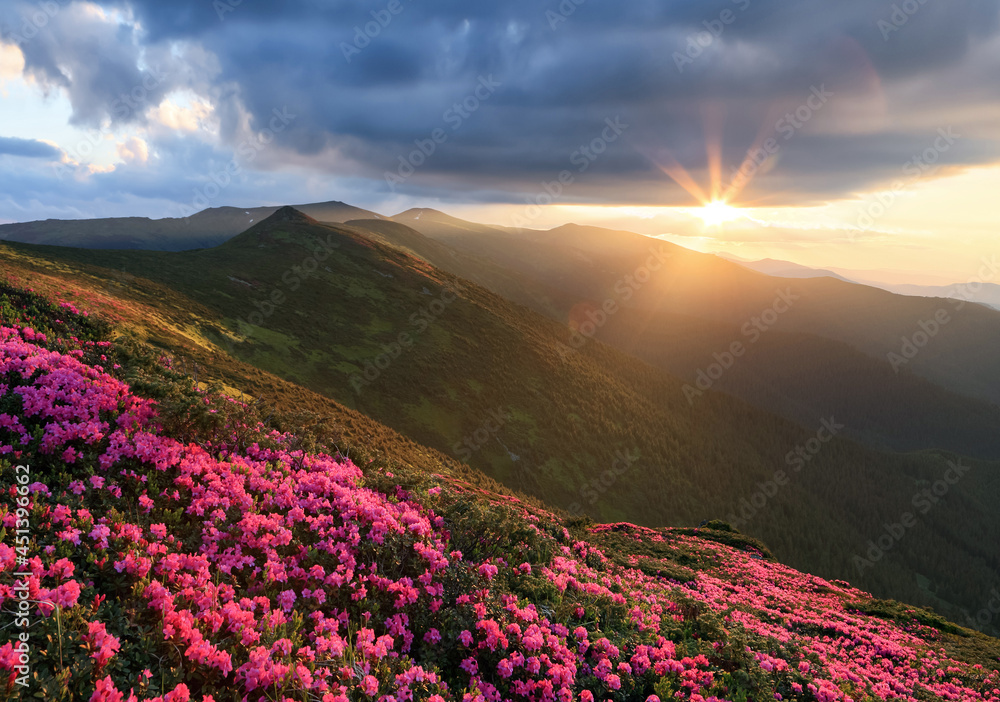 Rhododendron flowers blooming on the high wild mountain hill. Beautiful sunrise on the spring morning. Nature landscape. Location Carpathian, Ukraine, Europe. Wallpaper background. Rhododendron flowers blooming on the high wild mountain hill. Beautiful sunrise on the spring morning. Nature landscape. Location Carpathian, Ukraine, Europe. Wallpaper background.