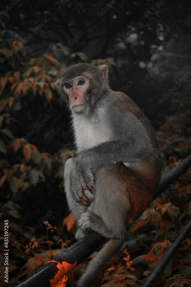 Fototapeta premium a long macaque