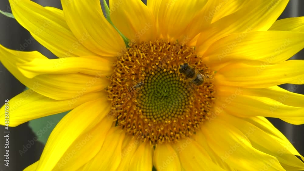 Bees collects pollen during pollination process in blooming sunflower in summer - 4K Slow motion close up Bees collects pollen during pollination process in blooming sunflower in summer - 4K Slow motion close up