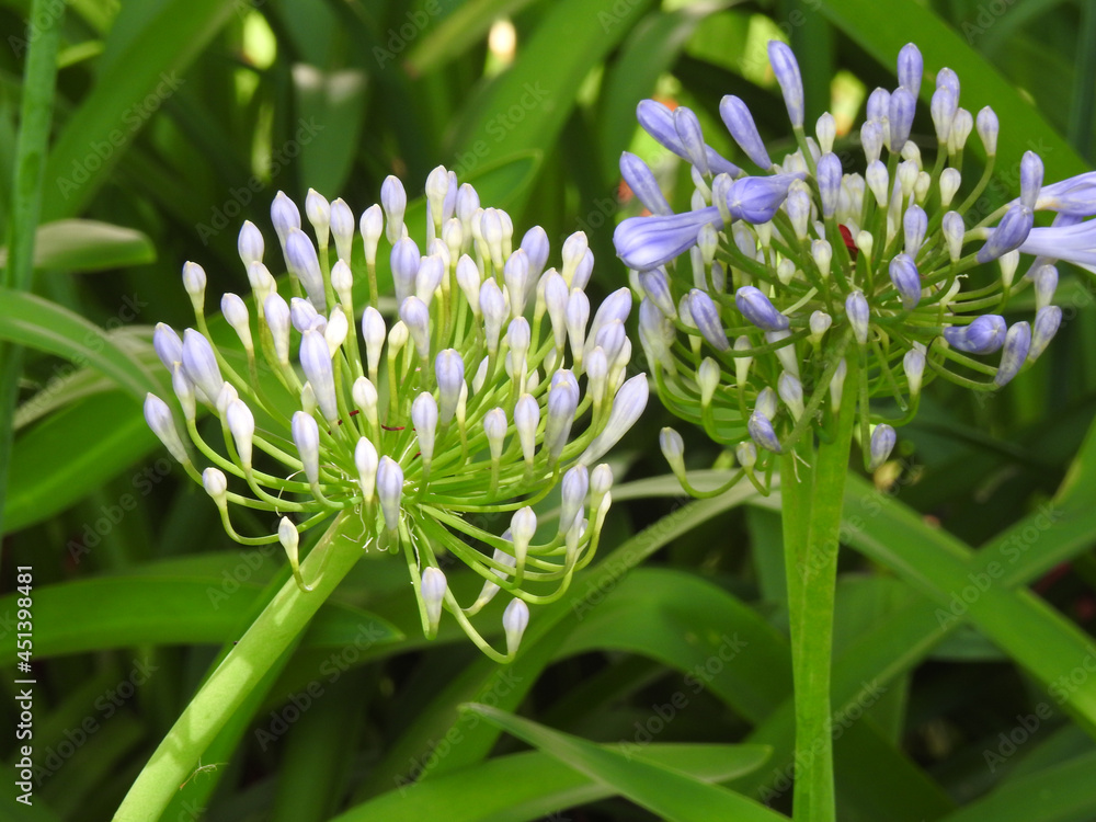 Close-up of two purple flowers (Agapanthus - African Lily) in bloom, illuminated by the morning light. Green blurred background. Springtime. Close-up of two purple flowers (Agapanthus - African Lily) in bloom, illuminated by the morning light. Green blurred background. Springtime.