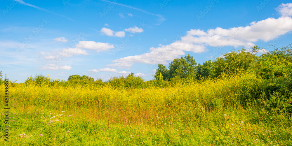 Obraz premium The edge of a lake with reed and yellow wild flowers in wetland in bright blue sunlight at in summer, Almere, Flevoland, The Netherlands, August 15, 2021