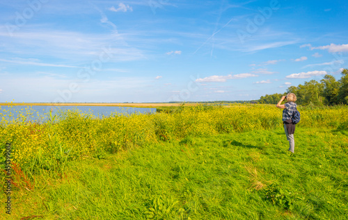 The edge of a lake with reed and yellow wild flowers in wetland in bright blue sunlight at in summer, Almere, Flevoland, The Netherlands, August 15, 2021