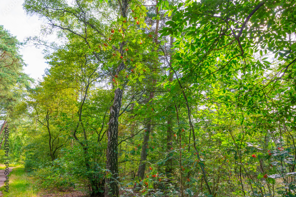 Path in a sunlit green forest in bright sunlight in summer, Baarn, Lage Vuursche, Utrecht, The Netherlands, August 15, 2021 Path in a sunlit green forest in bright sunlight in summer, Baarn, Lage Vuursche, Utrecht, The Netherlands, August 15, 2021