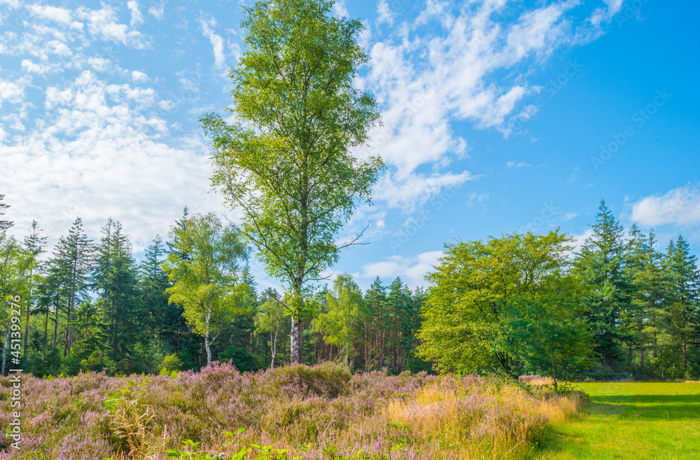 Flowering heather and trees in a forest in bright sunlight in summer, Baarn, Lage Vuursche, Utrecht, The Netherlands, August 15, 2021