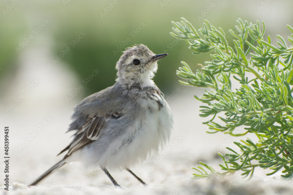 Fototapeta premium Nestling of White wagtail (Motacilla alba), young bird walking on sandland.