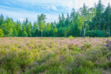 Flowering heather and trees in a forest in bright sunlight in summer, Baarn, Lage Vuursche, Utrecht, The Netherlands, August 15, 2021