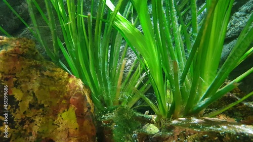 Slow motion of underwater plants, ornamental algae and fish in the home aquarium