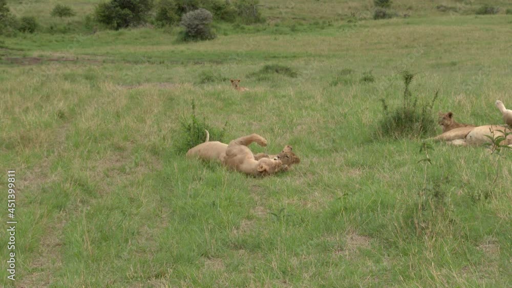 African Lion (Panthera leo) cubs playing with each other African Lion (Panthera leo) cubs playing with each other