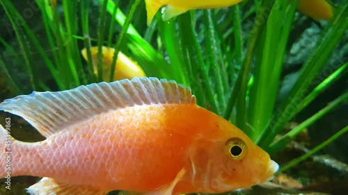 Slow motion of underwater plants, ornamental algae and fish in the home aquarium