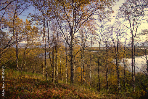 morning in the forest