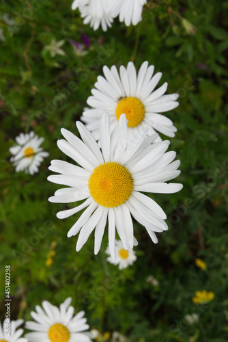 Close up of white blooming daisies  Leucanthemum vulgare  in a summer field