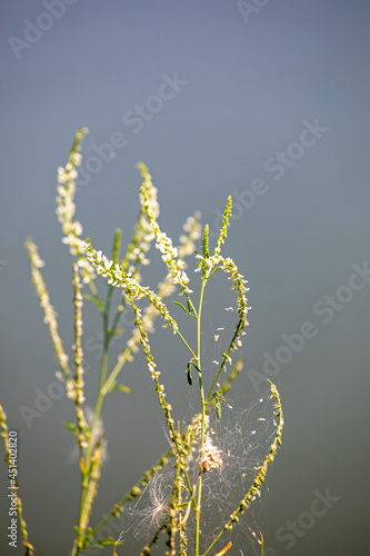 beautiful dried spikelets on gray light blurred abstract natural background.