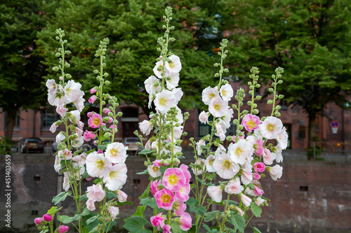 Bauernrosen - Stockrosen  in einem Garten photo