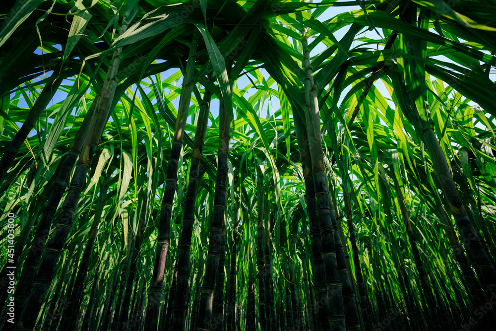 Sugarcane plants growing at field Sugarcane plants growing at field