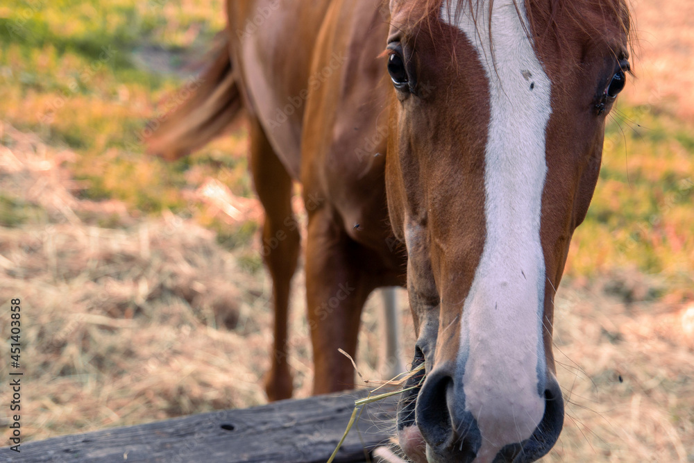 Fototapeta premium cavallo