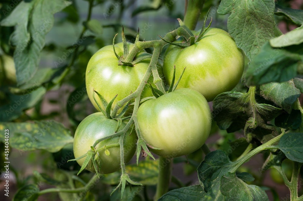 Green tomatoes on the branch in greenhouse. Organic vegetables for healthy eating Green tomatoes on the branch in greenhouse. Organic vegetables for healthy eating