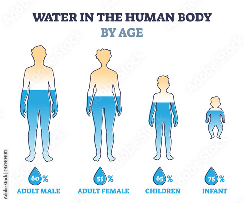 Water in human body by age as percentage comparison in outline diagram. Labeled educational liquid balance scheme with hydration level for adult male, female, children and infant vector illustration.