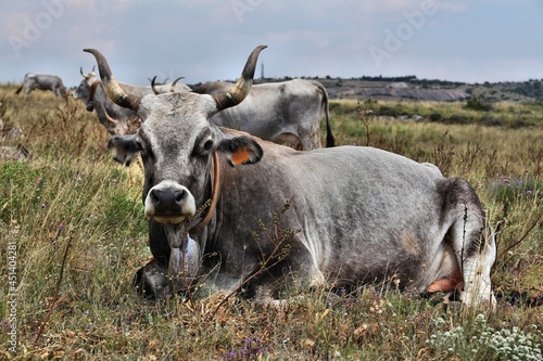 Fototapeta Naklejka Na Ścianę i Meble -  Italian cattle in Matera