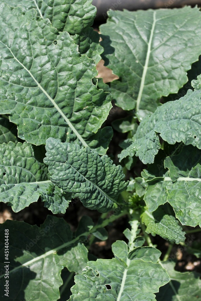 close up of green leaf close up of green leaf