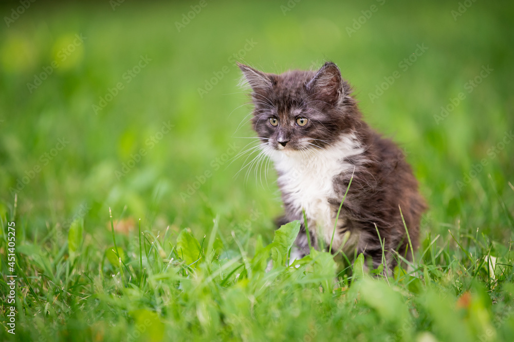 small fluffy playful gray Maine Coon kitten with white breast is walking on the green grass.