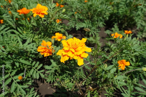 Close view of orange flower heads of Tagetes patula in June