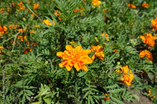 Completely opened orange flower head of Tagetes patula in July