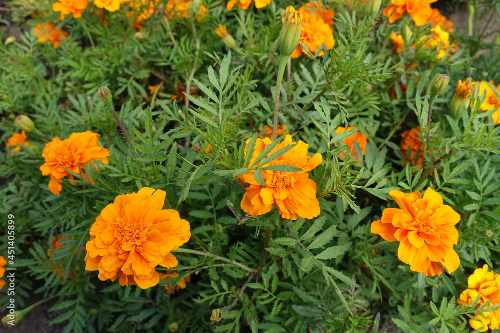 Fresh green leaves and bright orange flower heads of Tagetes patula in mid July