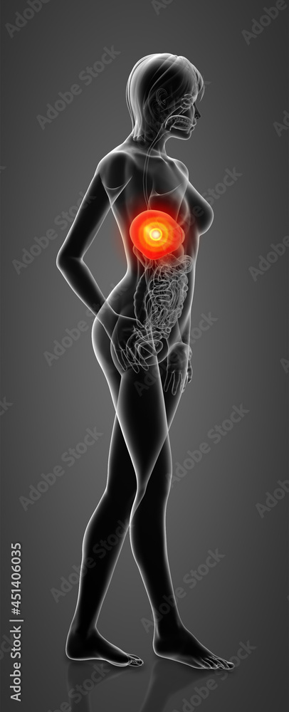 3d rendered illustration of the female liver 3d rendered illustration of the female liver