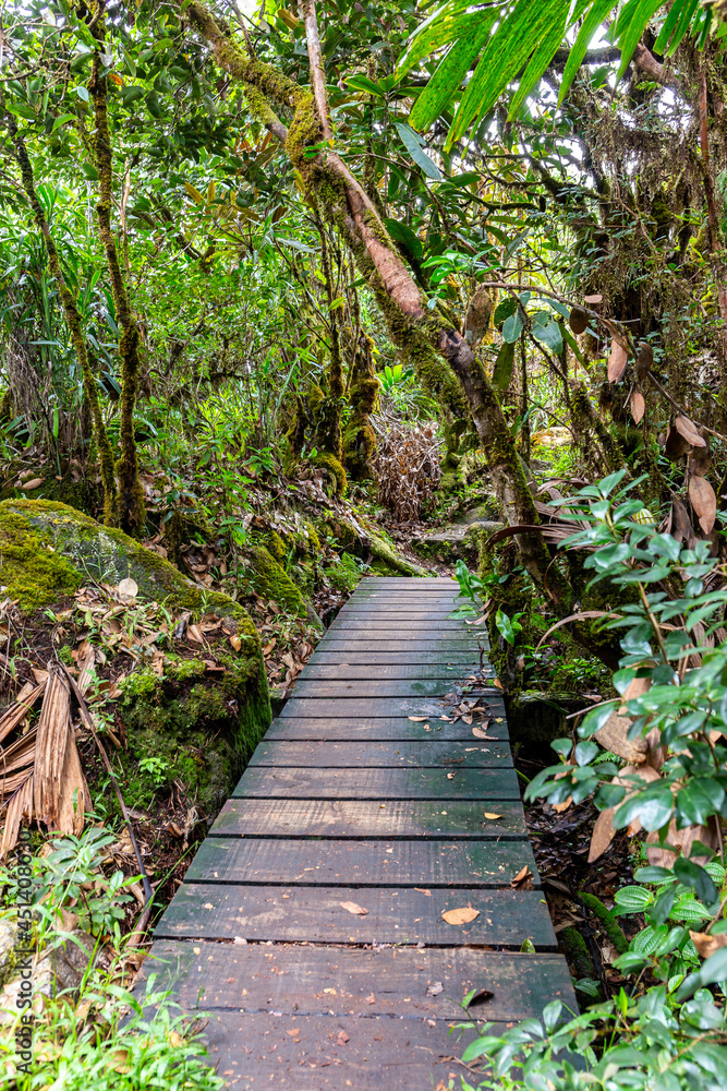 Obraz premium Wooden footpath bridge through lush tropical rainforest, Morne Blanc hiking trail in Morne Seychelles National Park, Mahe, Seychelles.