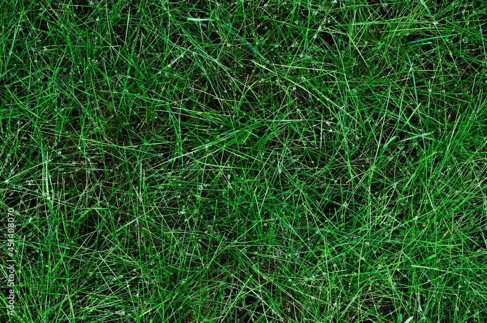 Dew on green grass on a summer day. Top view. Background for your design Dew on green grass on a summer day. Top view. Background for your design