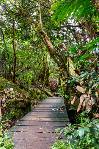 Wooden footpath bridge through lush tropical rainforest, Morne Blanc hiking trail in Morne Seychelles National Park, Mahe, Seychelles.