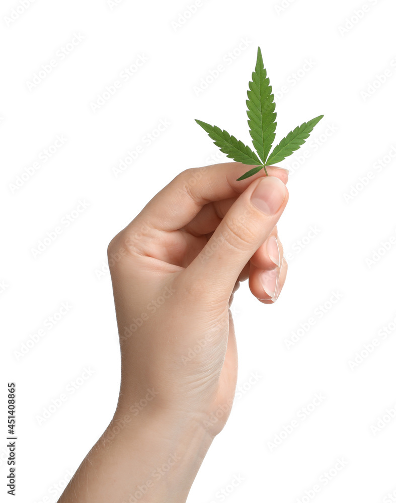 Woman holding hemp leaf on white background, closeup Woman holding hemp leaf on white background, closeup