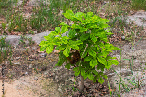 Chestnut sapling in the forest near the city of Kyiv. Ukraine 