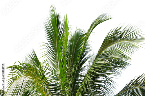 leaves of coconut tree isolated on white background, clipping path included. © pornsawan