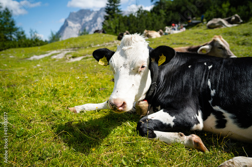 Cow on the European Alps. A cow is sitting at an alpine meadow in the European Alps