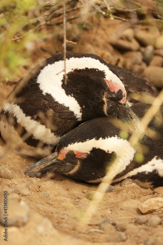 Penguin couple with closed eyes