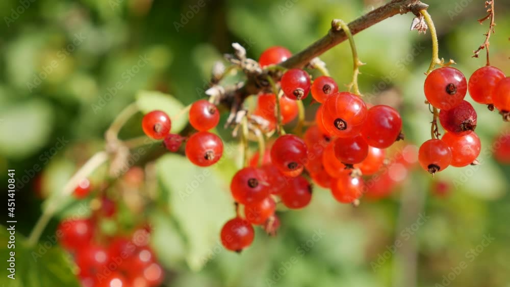 Fruits of red currant berries from the bushes in the summer garden, ready to harvest. Juicy ripe berries of a red currant on a bush. Garden berries background. Close-up