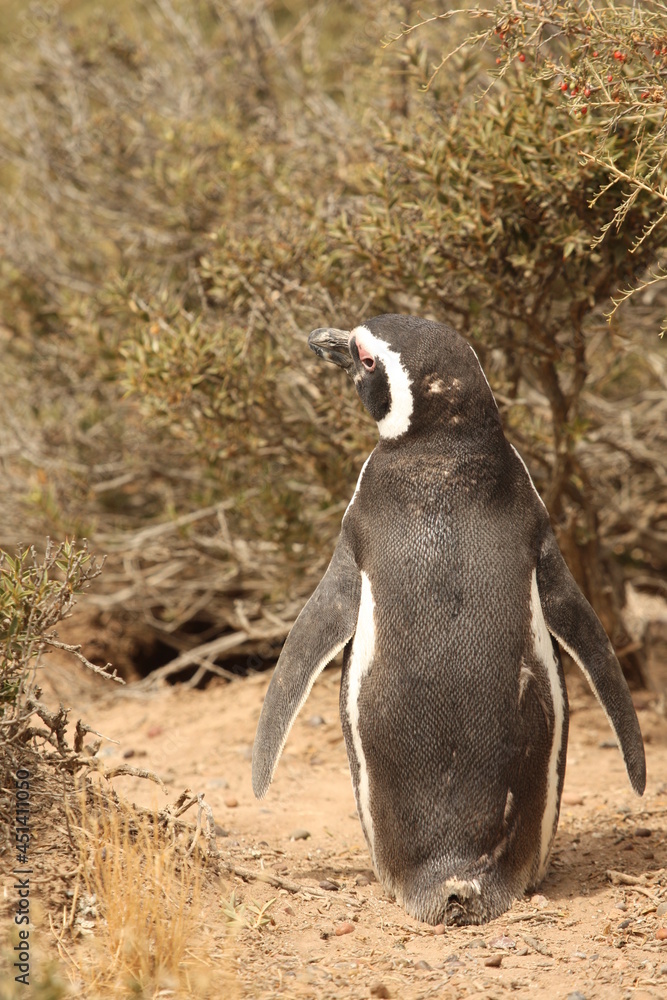 Obraz premium Penguin on trail going to the sea