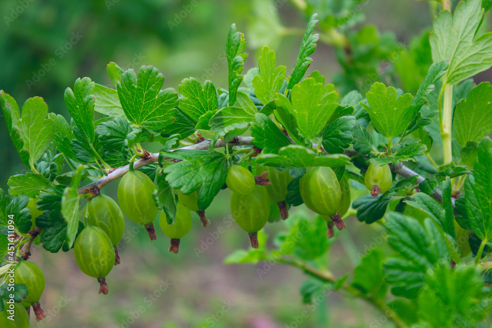 green gooseberry on a branch