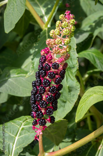  Phytolacca acinosa, Indian pokeweed, foliage and fruit close up in the garden