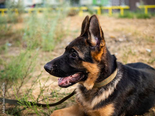 Portrait of a German Shepherd puppy.